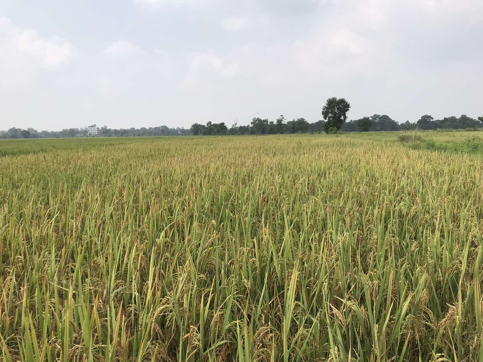 Eproperty Nepal Land for Sale at Lumbini Bazar, Rupandehi