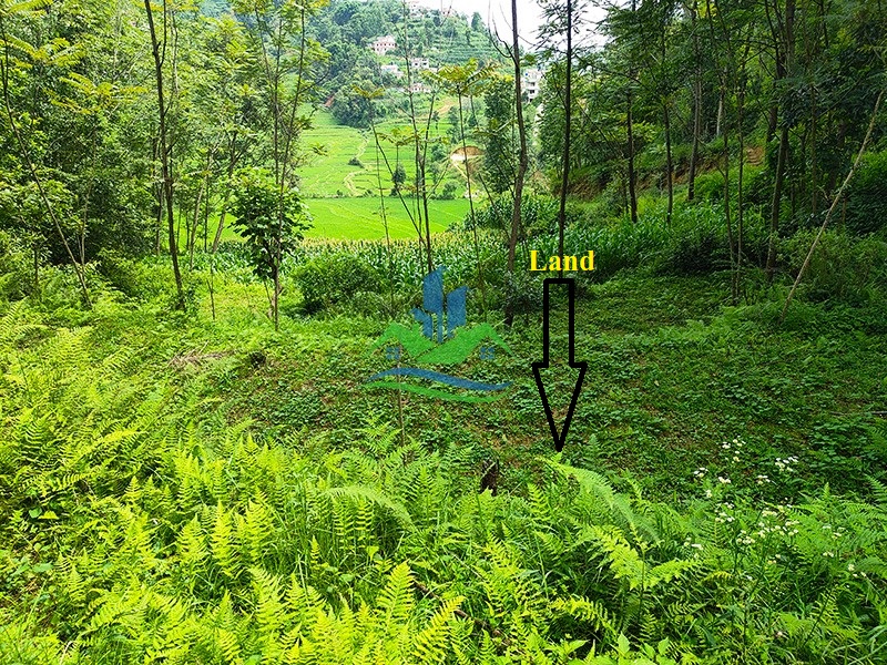 IMG20250725101443_copy.jpg