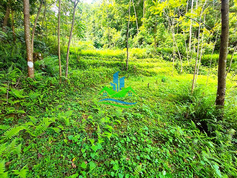 IMG20250725101551_copy.jpg
