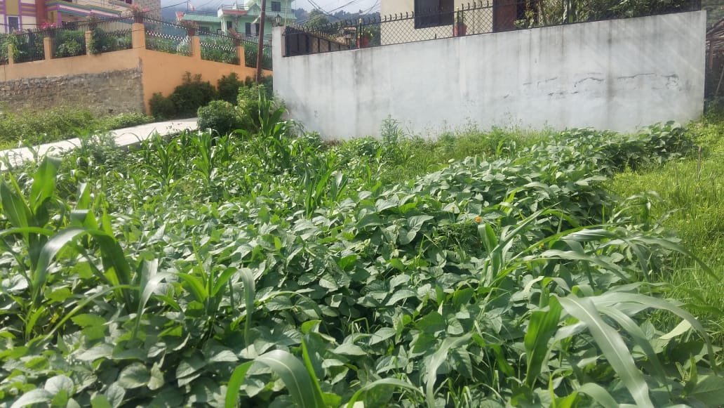 Eproperty Nepal Land for Sale at Dahachowk, Kathmandu