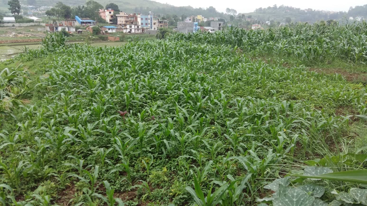 Eproperty Nepal Land for sale at Chovar, Kathmandu
