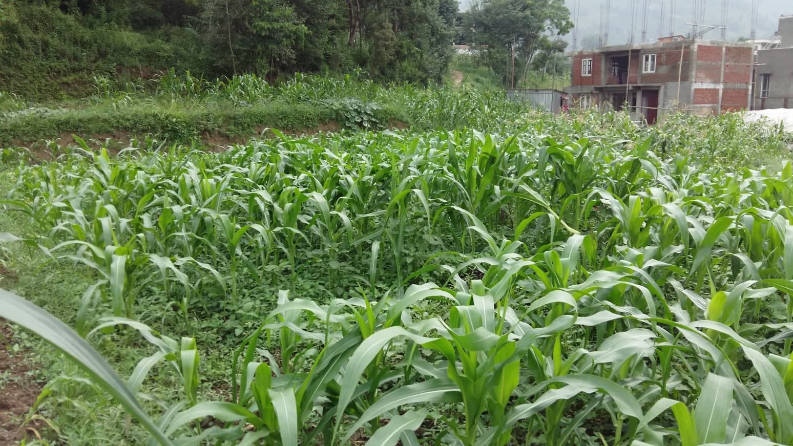 Eproperty Nepal Land for sale at Chovar, Kathmandu