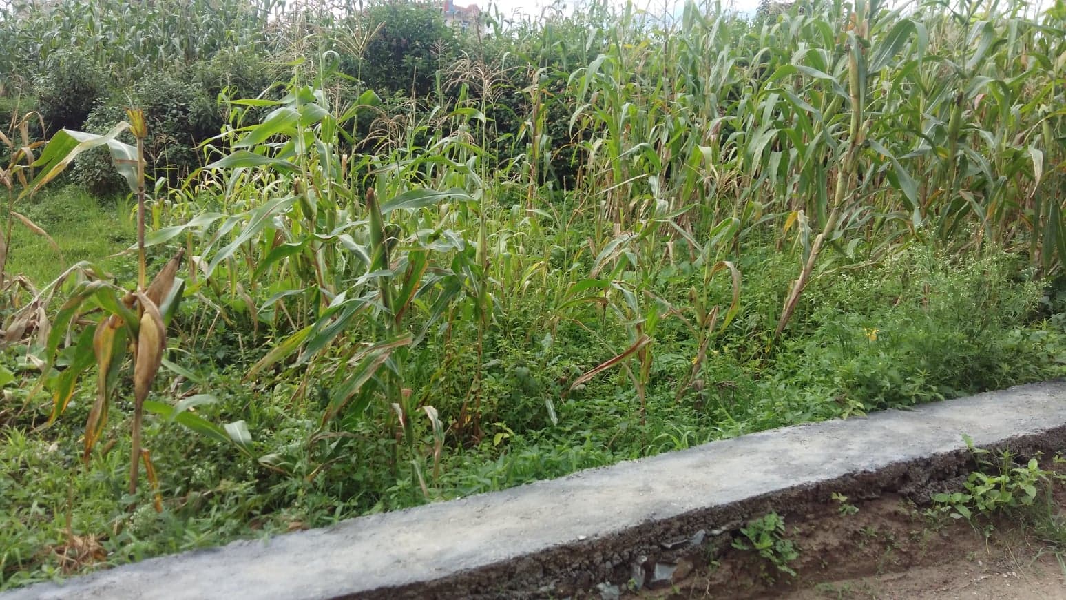 Eproperty Nepal Land for Sale at Dholahiti, Lalitpur