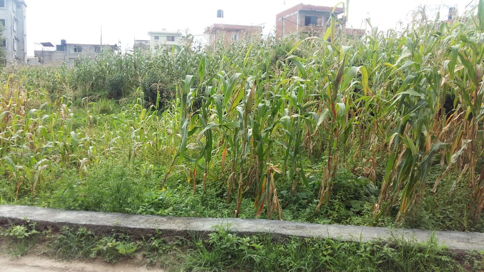 Eproperty Nepal Land for Sale at Dholahiti, Lalitpur