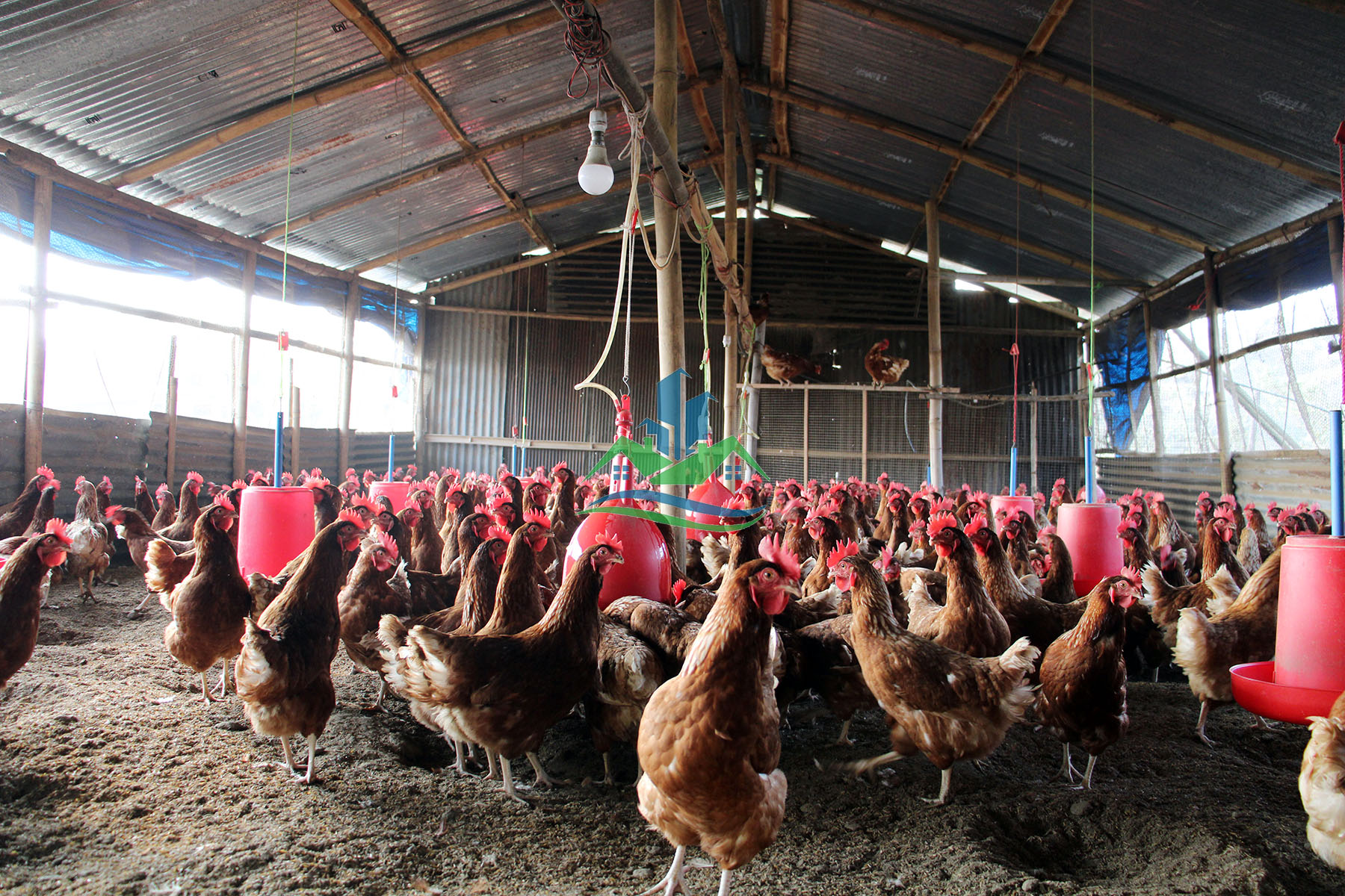 Eproperty Nepal Poultry Farm for Sale in Between Danchi and Thali
